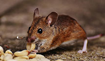 24 Hour & Emergency Exterminators in Pembroke Pines, FL
